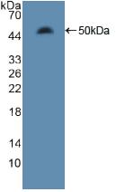 Polyclonal Antibody to Microtubule Associated Protein 4 (MAP4)