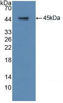 Polyclonal Antibody to Growth Associated Protein 43 (GAP43)