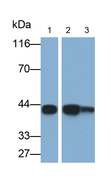 Polyclonal Antibody to Growth Associated Protein 43 (GAP43)