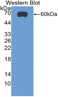 FITC-Linked Polyclonal Antibody to Microtubule Associated Protein 2 (MAP2)