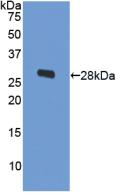 Polyclonal Antibody to Ornithine Decarboxylase (ODC)