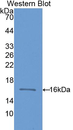 Polyclonal Antibody to Cluster of Differentiation 59 (CD59)