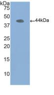 Polyclonal Antibody to Beta Actin (ACTB)