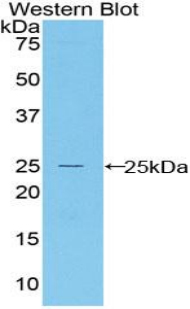 Polyclonal Antibody to Bcl2 Associated X Protein (Bax)