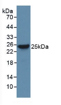 Polyclonal Antibody to Bcl2 Associated X Protein (Bax)