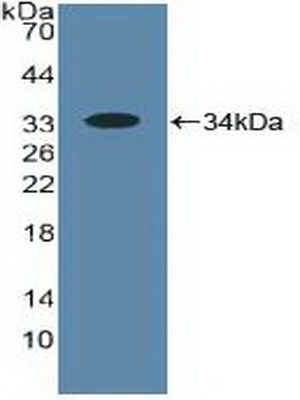 PAB355Hu01.jpg