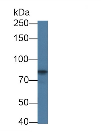 Polyclonal Antibody to Cadherin 5 (CDH5)