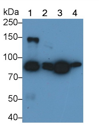 Polyclonal Antibody to Cadherin 5 (CDH5)