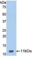 Polyclonal Antibody to Defensin Beta 1 (DEFb1)