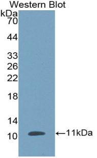 Polyclonal Antibody to Defensin Beta 1 (DEFb1)