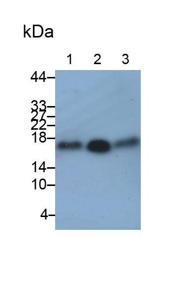 Polyclonal Antibody to B-Lymphocyte Activation Antigen B7-1 (LAB7-1)