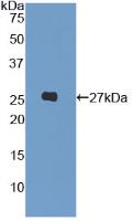Polyclonal Antibody to Leukocyte Immunoglobulin Like Receptor Subfamily A, Member 3 (LILRA3)
