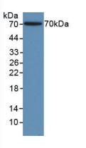 Polyclonal Antibody to Gamma Actin (ACTG)