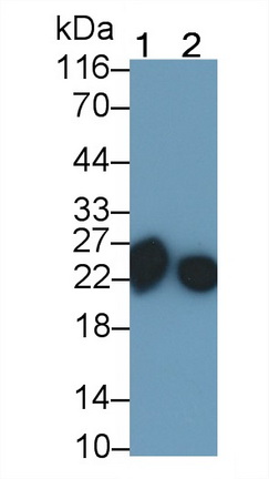 Polyclonal Antibody to Cluster of Differentiation 90 (CD90)