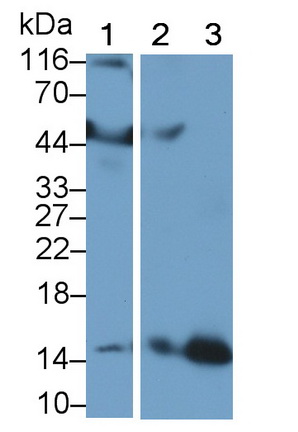 Polyclonal Antibody to Hemoglobin (HB)