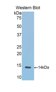 Biotin-Linked Polyclonal Antibody to Hemoglobin (HB)