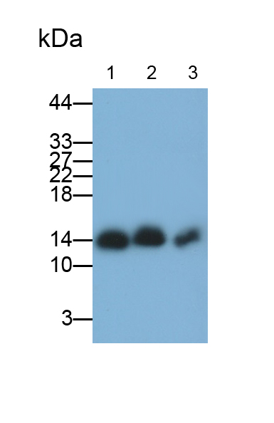 Polyclonal Antibody to Hemoglobin (HB)