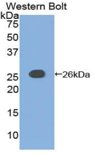 Polyclonal Antibody to Adenylate Cyclase 6 (ADCY6)