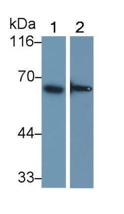 PAB425Hu01.jpg