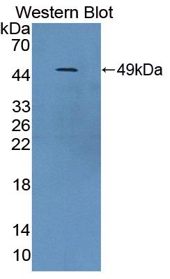 PAB438Bo01.jpg