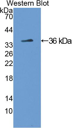 Polyclonal Antibody to Tyrosine Hydroxylase (TH)