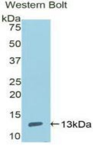 Polyclonal Antibody to Enolase 1 (ENO1)