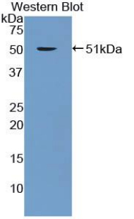 Polyclonal Antibody to Enolase 1 (ENO1)