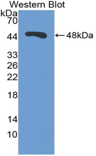 Polyclonal Antibody to Enolase 1 (ENO1)