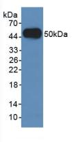 Polyclonal Antibody to Lysosomal Associated Membrane Protein 2 (LAMP2)