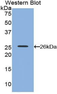 Polyclonal Antibody to Nectin 2 (NECTIN2)