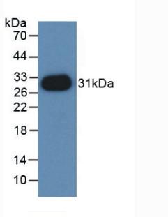 Polyclonal Antibody to Nectin 2 (NECTIN2)