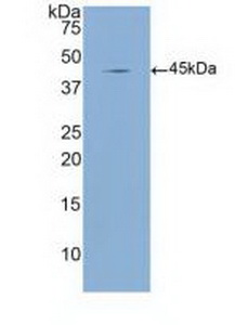 Polyclonal Antibody to Mannose Binding Lectin (MBL)