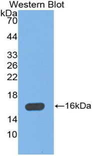 PAB480Mu01.jpg