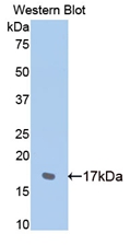 Polyclonal Antibody to N-cadherin (NCAD)