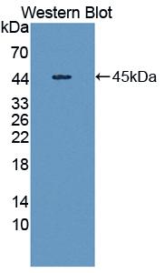 PAB482Mu01.jpg