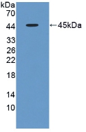 Polyclonal Antibody to Fibromodulin (FMOD)