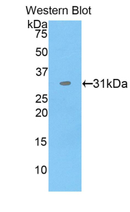 PAB497Hu01.jpg