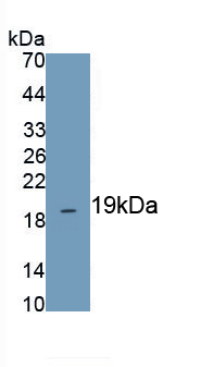 Polyclonal Antibody to Heat Shock 10kDa Protein 1 (HSP10)