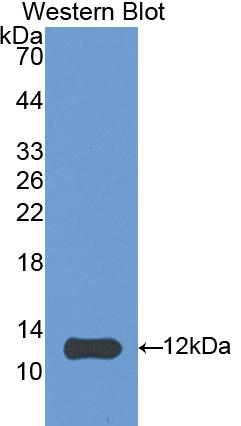 Polyclonal Antibody to Heat Shock 10kDa Protein 1 (HSP10)