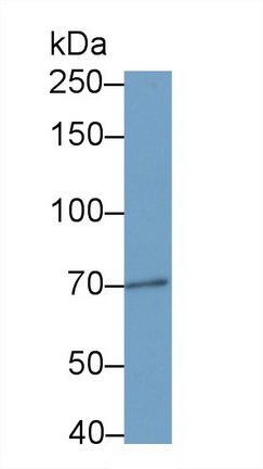 Polyclonal Antibody to Dystrophin (DMD)