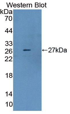 Polyclonal Antibody to Dystrophin (DMD)