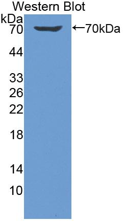 Biotin-Linked Polyclonal Antibody to Killer Cell Immunoglobulin Like Receptor 2DL1 (KIR2DL1)