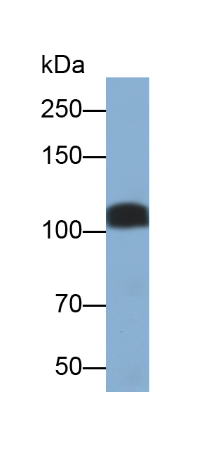 Polyclonal Antibody to Prominin 1 (PROM1)