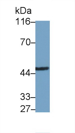 Polyclonal Antibody to Interleukin 1 Receptor Associated Kinase 4 (IRAK4)