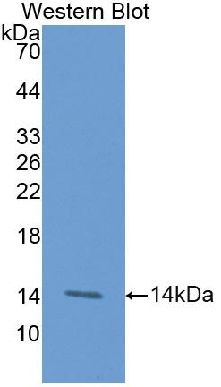 Polyclonal Antibody to Tumor Necrosis Factor Receptor Superfamily, Member 9 (TNFRSF9)