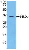 Polyclonal Antibody to Density Enhanced Phosphatase 1 (DEP1)