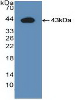 Polyclonal Antibody to Indoleamine-2,3-Dioxygenase (IDO)