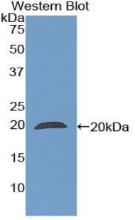 Polyclonal Antibody to Peptidylprolyl Isomerase F (PPIF)