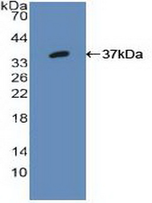 Polyclonal Antibody to Interferon Regulatory Factor 1 (IRF1)