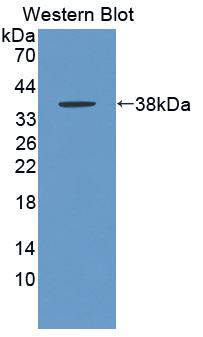 Polyclonal Antibody to Granulocyte Chemotactic Protein 2 (GCP2)